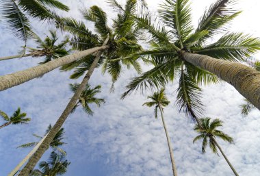 güzel doğa, bulutlu ve mavi gökyüzü üzerine Hindistan cevizi ağacı.