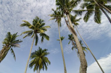 güzel doğa, bulutlu ve mavi gökyüzü üzerine Hindistan cevizi ağacı.