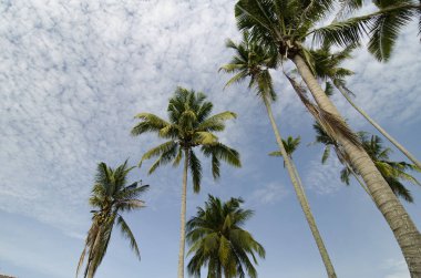 güzel doğa, bulutlu ve mavi gökyüzü üzerine Hindistan cevizi ağacı.