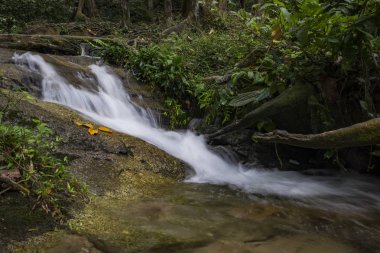 Tropik yağmur ormanı akan basamaklı Nehri'nin güzel sahne