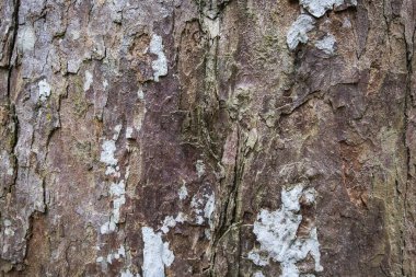 resim arka plan, yüzey ve doku detay kaba ağaç skin.selective odak vurdu