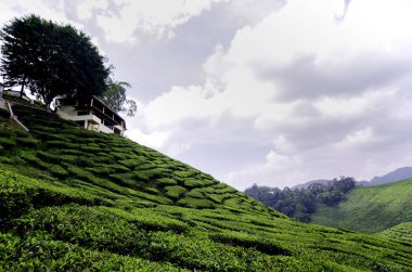 güzel dalga hill ve doğa, yeşil çay plantasyon manzaraya cameron highland, Malezya.