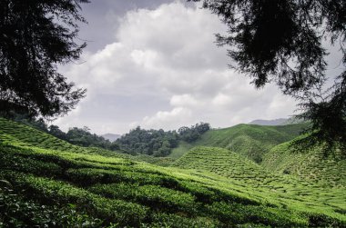 Cameron Highland, Malezya çay plantasyon bulutlu gökyüzü ve ağaç arasında çerçeveleme güzel sahne.