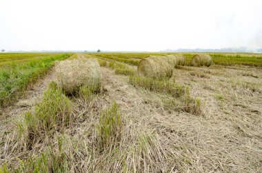 Kapalı atış, haystacks paddy alanın üzerine beyaz arka plan üzerinde yukarı ve seçici odak