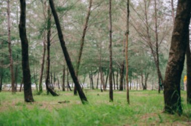 bulanık görüntü arka plan yeşil (Casuarina equisetifolia) adamın Terengganu, Malezya'da bulunan orman yaptı