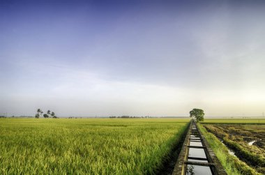 güzel manzara sarı paddy alanları sabahları. çeltik pirinç alan sulama için beton su kanalı ve ve orta tek ağaç;