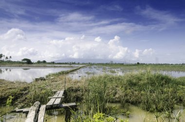 Ahşap köprü bulutlu ve mavi gökyüzü ile arka plan olarak kanal ve paddy alan geçiş