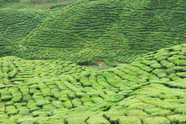Пейзаж восхода солнца чайной фермы с вершины холма Кэмерон Хайленд, Малайзия. Удивительный вид волн холма и фон террасы
