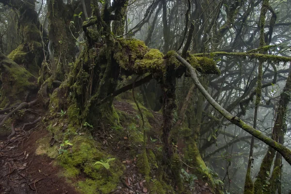 Vacker Natur Mossiga Skogen Cameron Highland Malaysia — Stockfoto