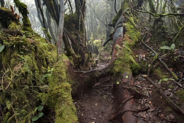 Piękne Natura Omszały Las Znajduje Się Cameron Highland Malezja — Zdjęcie stockowe