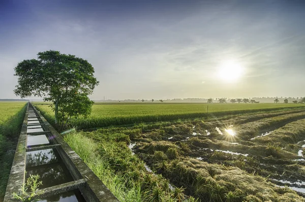 Aussichtsreicher Blick Einzelner Baum Der Mittleren Reisfeldrandschaft Bei Sonnenaufgang Blauer — Stockfoto