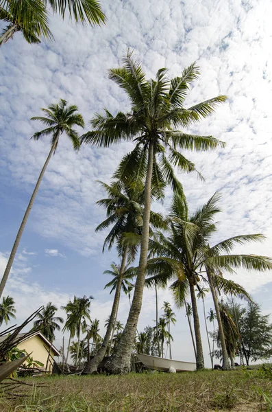 Terengganu, Malezya'da bulunan güzel köy sahne. Hindistan cevizi ağacı, bulutlu gökyüzü ve yeşil çim çevrili
