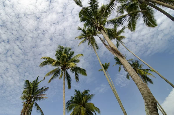 Prachtige Natuur Kokosnoot Boom Bewolkt Blauwe Hemel — Stockfoto