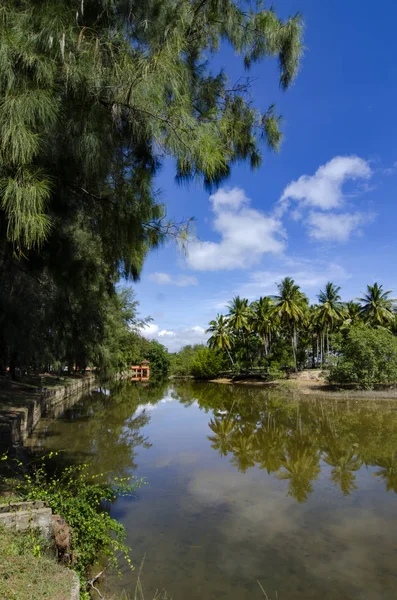 Bela Natureza Área Rural Localizada Terengganu Malásia Árvore Verde Coqueiro — Fotografia de Stock