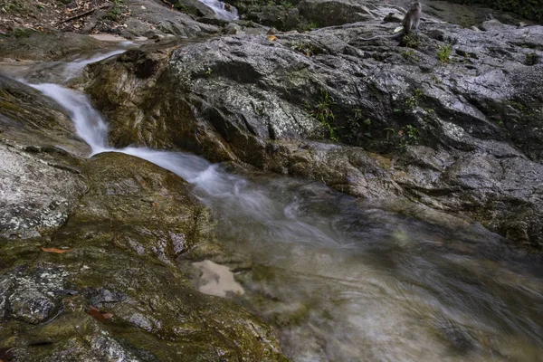 Tropik yağmur ormanı akan basamaklı Nehri'nin güzel sahne