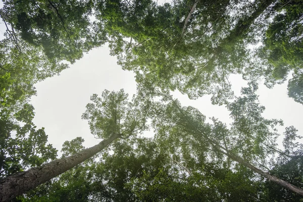 Mirando Hacia Cielo Través Del Dosel Selva Tropical — Foto de Stock