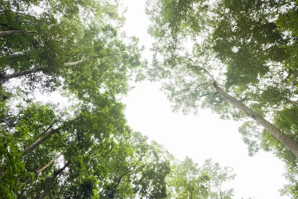 熱帯熱帯雨林を通して空を見上げる — ストック写真