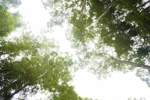 Zoek Naar Hemel Door Tropisch Regenwoud Luifel — Stockfoto