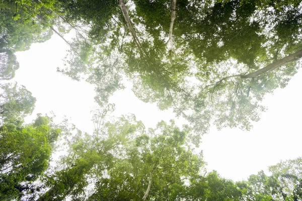 熱帯熱帯雨林を通して空を見上げる — ストック写真
