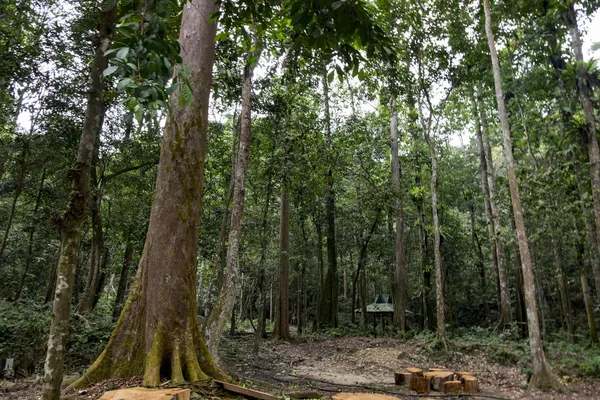 tropik yağmur ormanı güneş ışını ile yeşil ve atış trail.selective odak yürümek
