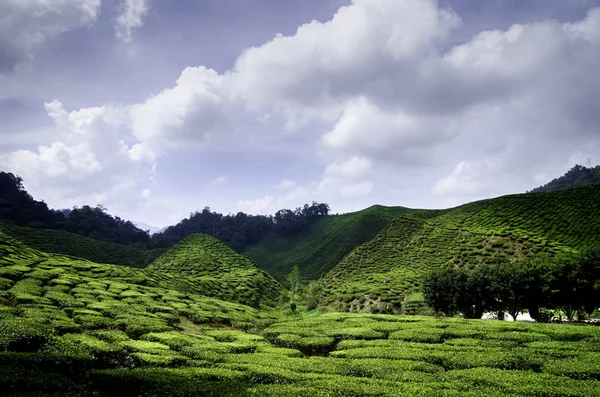 Όμορφη Φύση Του Cameron Highland Φυτεία Τσαγιού Τοπίου Ηλιόλουστη Μέρα — Φωτογραφία Αρχείου