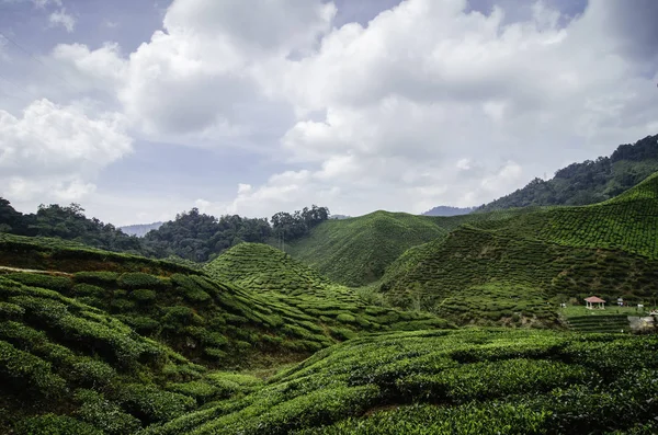 Πανέμορφη Φύση Πράσινο Τσάι Φυτεία Τοπίο Στο Highland Κάμερον Μαλαισία — Φωτογραφία Αρχείου