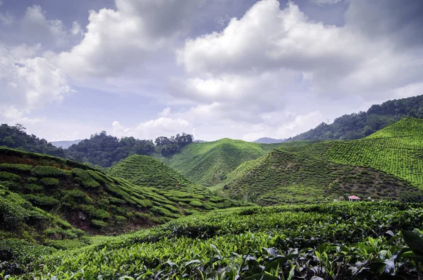 Πανέμορφη Φύση Πράσινο Τσάι Φυτεία Τοπίο Στην Ηλιόλουστη Μέρα Εικόνα — Φωτογραφία Αρχείου
