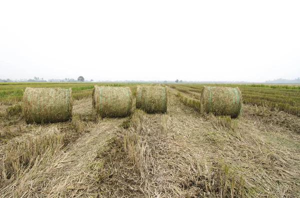 Haystacks paddy alan, beyaz gökyüzü arka plan üzerinde