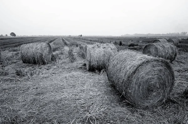 Grupo Imagem Preto Branco Palhas Paddy — Fotografia de Stock