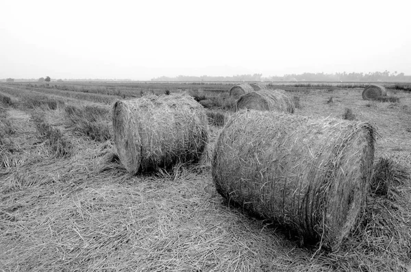 Schwarz Weiß Bild Von Reisstroh Nach Der Erntezeit — Stockfoto