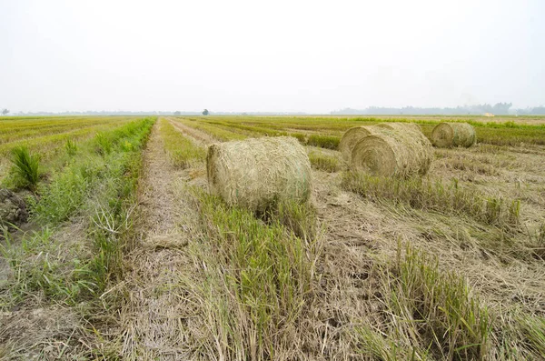 haystacks sezon hasat sonrası under paddy üzerinde Grup 