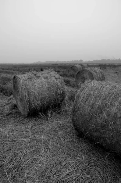 Вертикальний Вигляд Чорно Білого Зображення Прокату Соломи Після Збору Врожаю — стокове фото