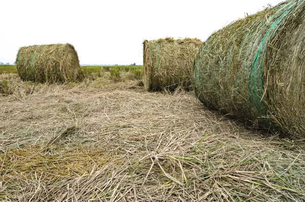 closed up and selective focus shot,haystacks on paddy field over white background