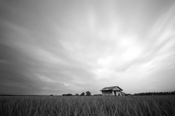 Fekete Fehér Kép Rizsföld Felhagynak Ház Drámai Puha Felhőben Hatása — Stock Fotó