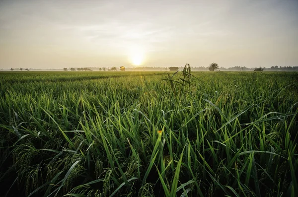 Piękny Wschód Słońca Zakładzie Paddy Niełuskany Field Green Rosy Opuścić — Zdjęcie stockowe