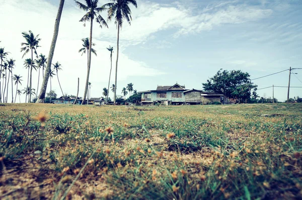 Güzel Sahne Geleneksel Köy Terengganu Malezya Bulunan Hindistan Cevizi Ağacı — Stok fotoğraf