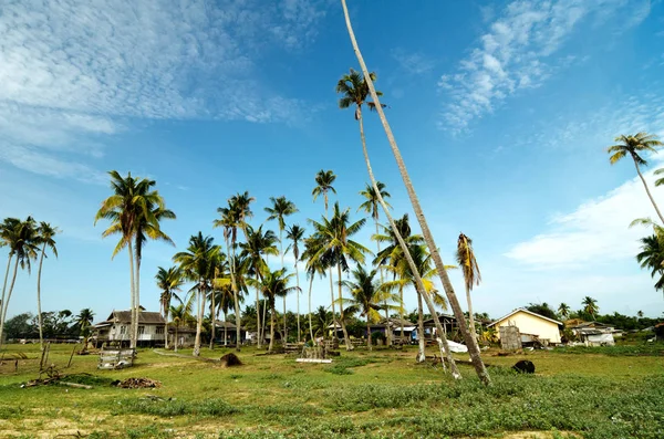Güzel sahne geleneksel balıkçı köyü Terengganu, Malezya'da bulunan. Hindistan cevizi ağacı, yeşil çim ve bulutlu mavi gökyüzü güneşli gün çevrili bir ahşap ev.