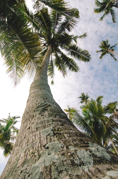 beautiful nature, coconut tree along the beach over cloudy blue sky background in Terengganu, Malaysia.