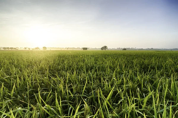 Güzel Manzaralı Tarım Sabah Çiğ Pirinç Alan Plantasyon Içinde — Stok fotoğraf