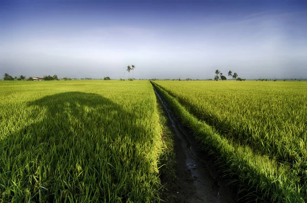 güzel peyzaj sarı paddy alan sulama sabah, mavi gökyüzü, bulut ve su kanalına.
