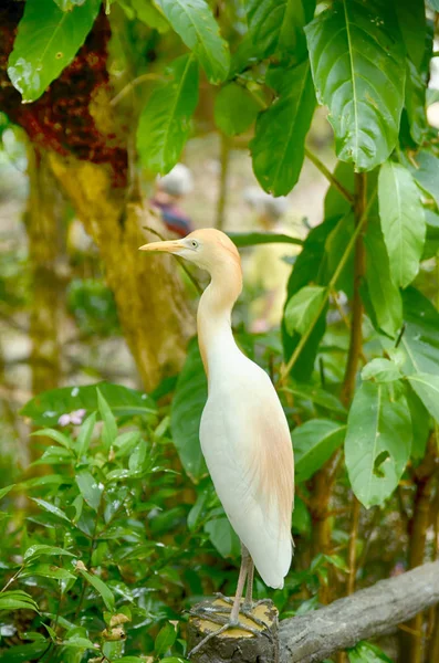 sığır balıkçıl (Bubulcus Ibis) kuş ayakta Kuala Lumpur Kuş Parkı, Malezya Beton çit üzerinde görüntünün bulanık ve seçici odak