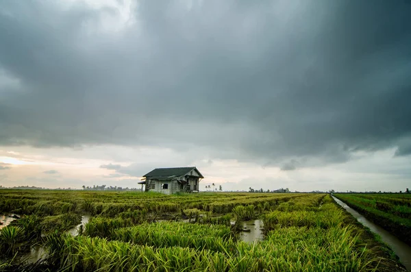 Abandonar la casa de madera rodeada de arrozales durante la temporada de cosecha —  Fotos de Stock