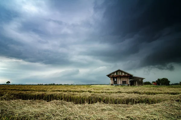 収穫シーズン中には水田に囲まれた木造住宅を放棄します 劇的な雲雨 Background Selective フォーカスと画像は穀物を含めることができます ロイヤリティフリーのストック画像