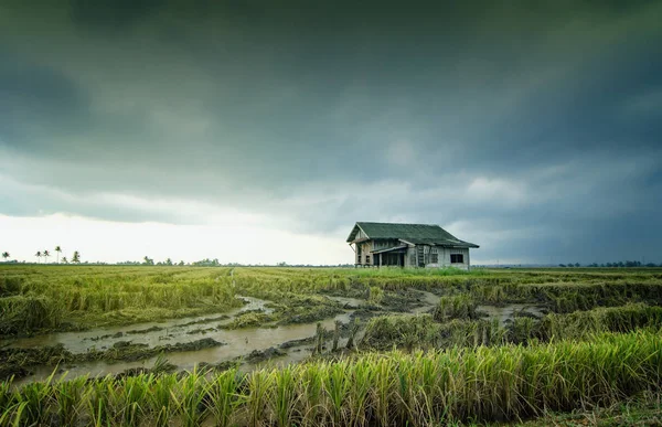 収穫シーズン中には水田に囲まれた木造住宅を放棄します 劇的な雲雨 Background Selective フォーカスと画像は穀物を含めることができます ストック画像