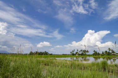 dağ arka plan mavi gökyüzü ve beyaz bulutlar ile yeni sezon sahasında paddy, güzel sahne kaplı