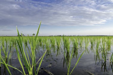 Yeni sezon paddy yumuşak ve bulanık görüntü. yansıma ve güzel mavi gökyüzü bulutlu
