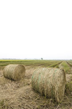 haystacks sezon hasat sonrası under paddy üzerinde Grup 