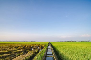 bulutlu gökyüzü mavi gökyüzü arka plan üzerinde yeni sezon yeşil paddy alanıyla