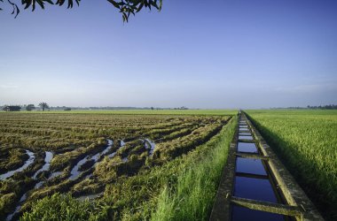 güzel peyzaj paddy ile mavi gökyüzü hasat sırasında alanın. bulut ve su kanal sulama için.