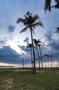 güzel doğa, bulutlu ve mavi gökyüzü üzerine Hindistan cevizi ağacı.